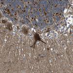 CALHM2 Antibody in Immunohistochemistry (Paraffin) (IHC (P))