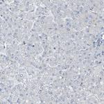 CALHM2 Antibody in Immunohistochemistry (Paraffin) (IHC (P))