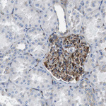 EMP2 Antibody in Immunohistochemistry (IHC)