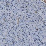 EMP2 Antibody in Immunohistochemistry (IHC)