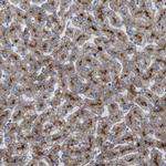 TMEM192 Antibody in Immunohistochemistry (IHC)
