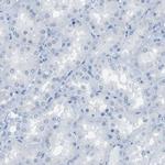 MCEMP1 Antibody in Immunohistochemistry (Paraffin) (IHC (P))