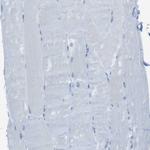 MCEMP1 Polyclonal Antibody