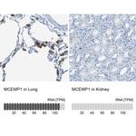 MCEMP1 Antibody in Immunohistochemistry (IHC)