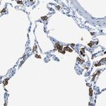MCEMP1 Antibody in Immunohistochemistry (IHC)