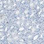 MCEMP1 Antibody in Immunohistochemistry (IHC)