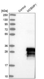 MCEMP1 Antibody in Western Blot (WB)