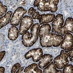 SLC13A3 Antibody in Immunohistochemistry (Paraffin) (IHC (P))