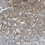 SLC13A3 Antibody in Immunohistochemistry (Paraffin) (IHC (P))