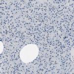ARL6IP6 Antibody in Immunohistochemistry (IHC)