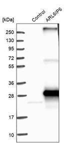 ARL6IP6 Antibody in Western Blot (WB)