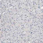 CYB561 Antibody in Immunohistochemistry (Paraffin) (IHC (P))