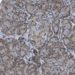 DSE Antibody in Immunohistochemistry (Paraffin) (IHC (P))