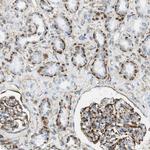 MS4A10 Antibody in Immunohistochemistry (Paraffin) (IHC (P))