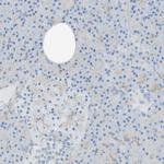 YIF1A Antibody in Immunohistochemistry (Paraffin) (IHC (P))