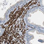 YIF1A Antibody in Immunohistochemistry (Paraffin) (IHC (P))