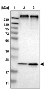 MPDU1 Antibody in Western Blot (WB)