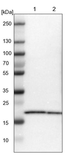 MPDU1 Antibody in Western Blot (WB)
