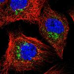 YIPF3 Antibody in Immunocytochemistry (ICC/IF)