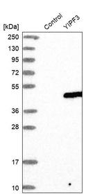 YIPF3 Antibody in Western Blot (WB)