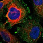 KCNS3 Antibody in Immunocytochemistry (ICC/IF)
