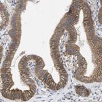 KCNS3 Antibody in Immunohistochemistry (IHC)