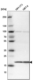 SSR3 Antibody in Western Blot (WB)