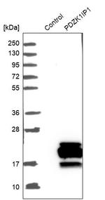 MAP17 Antibody in Western Blot (WB)