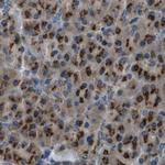 ZFPL1 Antibody in Immunohistochemistry (Paraffin) (IHC (P))