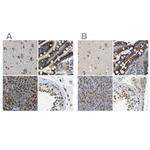 ZFPL1 Antibody in Immunohistochemistry (IHC)