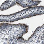 ZFPL1 Antibody in Immunohistochemistry (IHC)