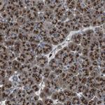 ZFPL1 Antibody in Immunohistochemistry (IHC)