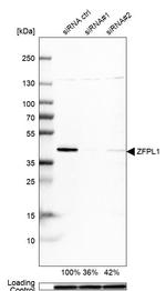 ZFPL1 Antibody in Western Blot (WB)