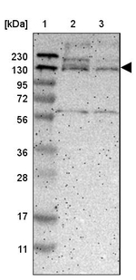 DENND4C Antibody in Western Blot (WB)