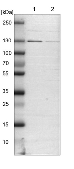 DENND4C Antibody in Western Blot (WB)