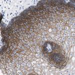 TMEM243 Antibody in Immunohistochemistry (Paraffin) (IHC (P))