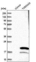 TMEM243 Antibody in Western Blot (WB)