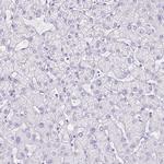 SLC13A2 Antibody in Immunohistochemistry (IHC)