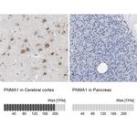 PNMA1 Antibody in Immunohistochemistry (IHC)