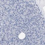 PNMA1 Antibody in Immunohistochemistry (IHC)
