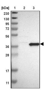 PNMA1 Antibody in Western Blot (WB)