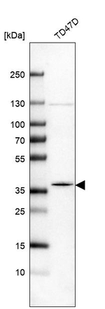 MOSC2 Antibody in Western Blot (WB)