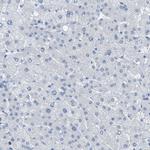 EQTN Antibody in Immunohistochemistry (IHC)