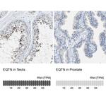 EQTN Antibody