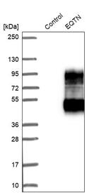 EQTN Antibody in Western Blot (WB)