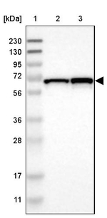 DENND4C Antibody in Western Blot (WB)