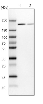 UGGT1 Antibody in Western Blot (WB)