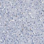 FCGRT Antibody in Immunohistochemistry (Paraffin) (IHC (P))