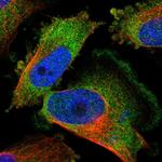 KCTD3 Polyclonal Antibody