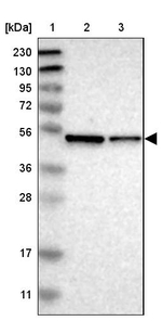 ERGIC3 Antibody in Western Blot (WB)